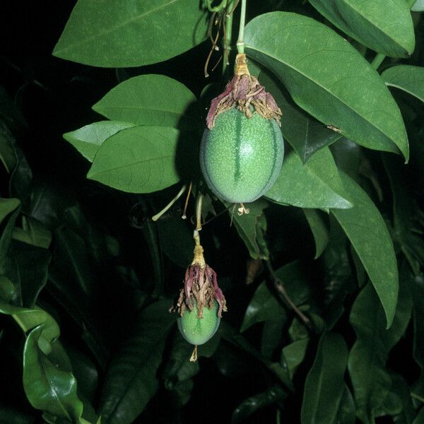 Passiflora laurifolia 果實