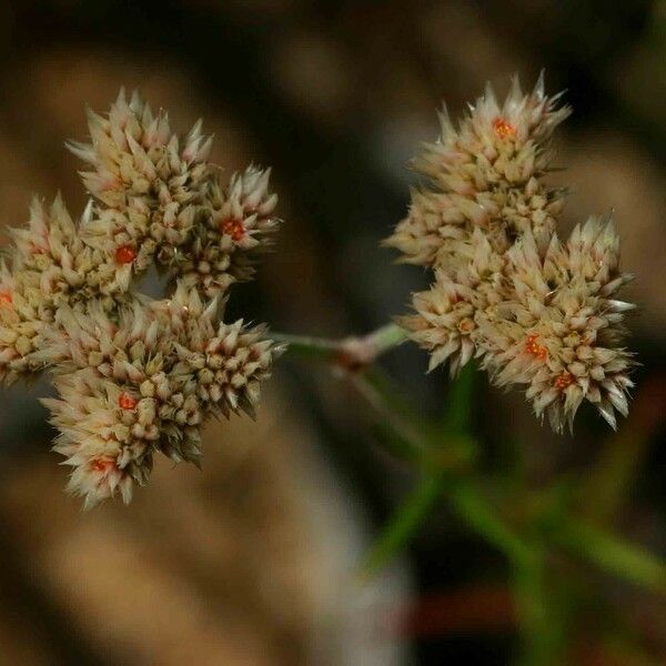 Polycarpaea corymbosa 花