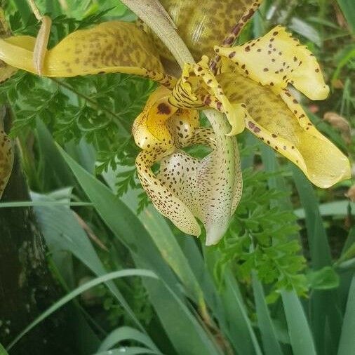 Stanhopea wardii Floare