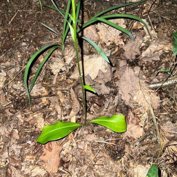 Platanthera chlorantha Leaf