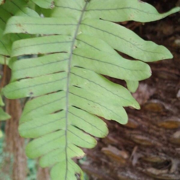 Polypodium virginianum Leaf