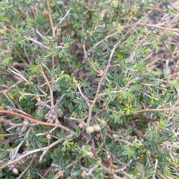 Indigofera volkensii Leaf