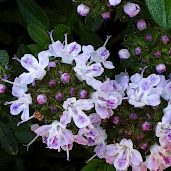 Thymus longicaulis 花