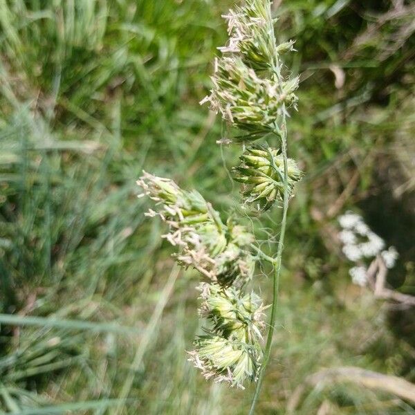 Dactylis glomerata Květ