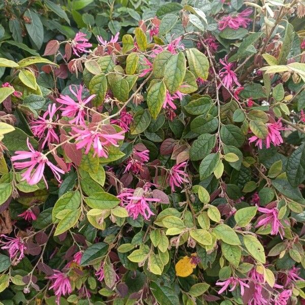 Loropetalum chinense 花