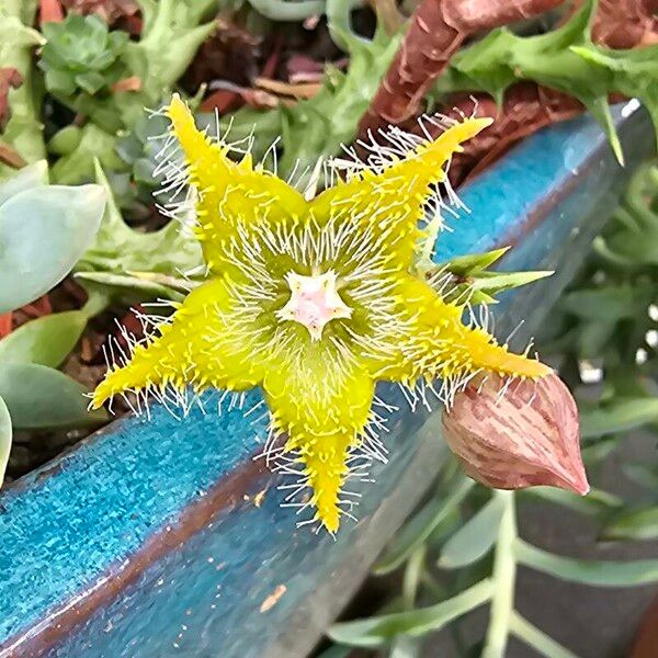 Orbea dummeri Flower