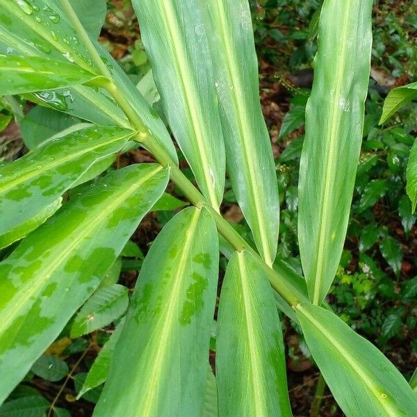 Zingiber officinale Övriga