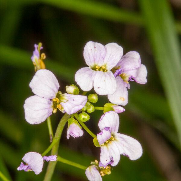 Arabidopsis halleri 花