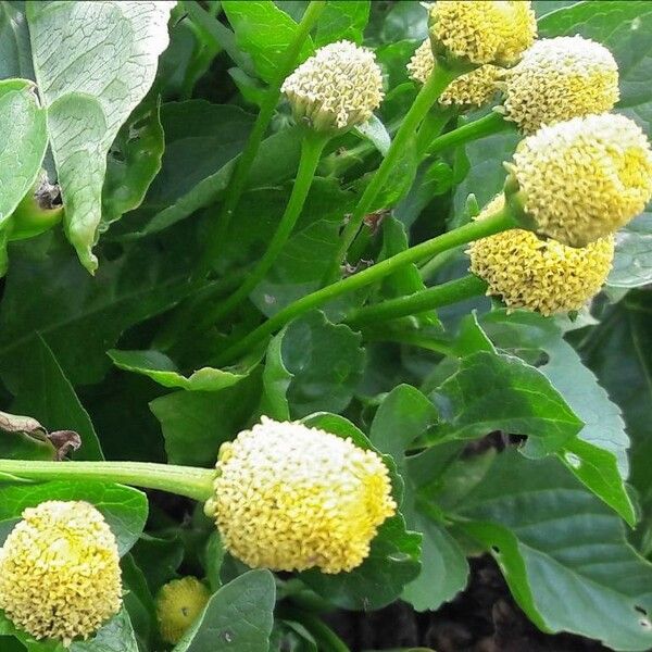 Acmella oleracea Flor