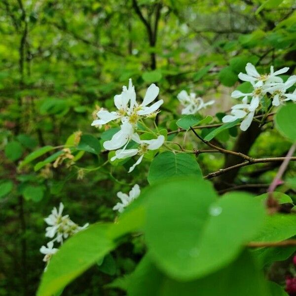 Amelanchier alnifolia Flors