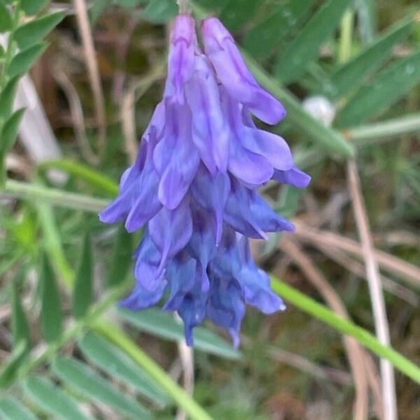 Vicia cracca Floro