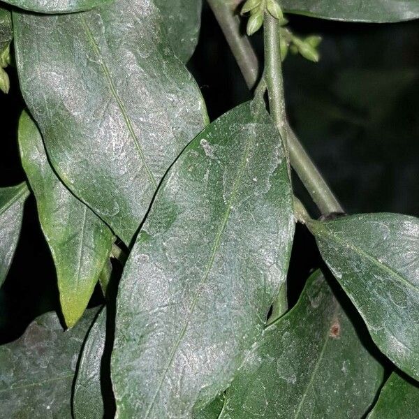 Sarcococca confusa Blatt