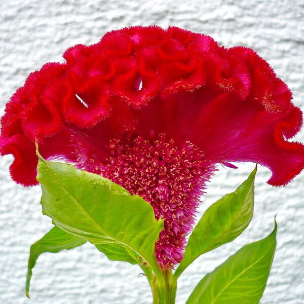 Celosia argentea Flor