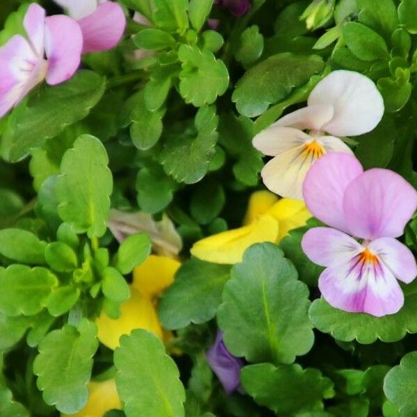 Viola tricolor Kwiat