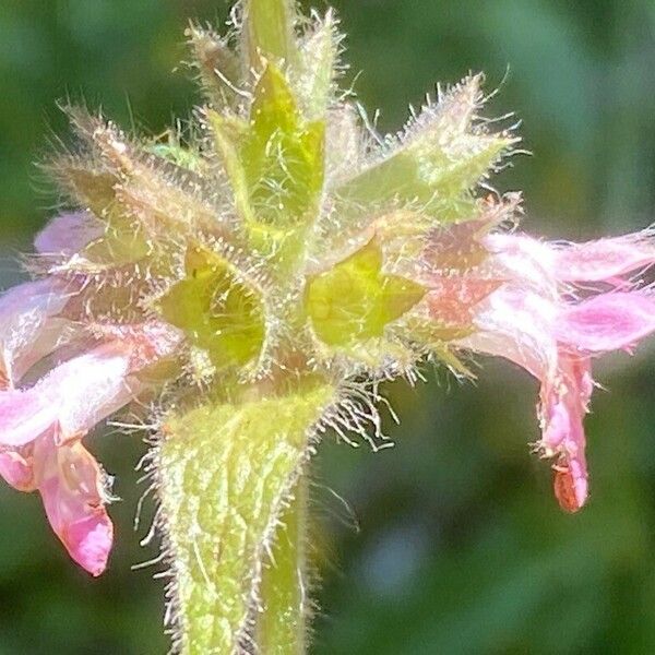 Stachys alpina Flor