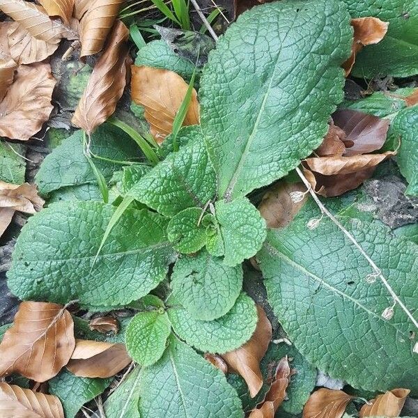 Pentanema squarrosum Blad