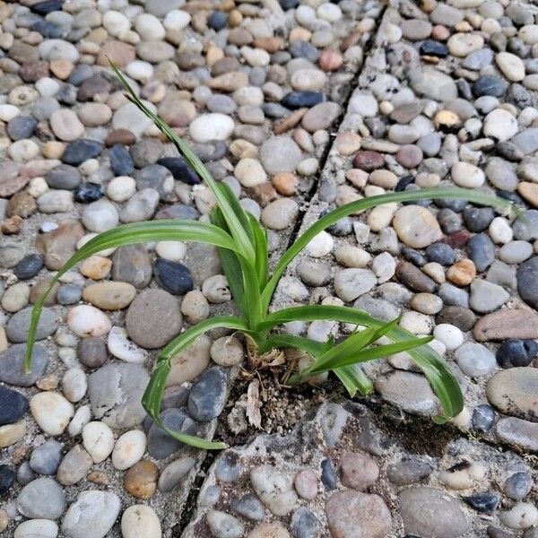 Cyperus esculentus Levél