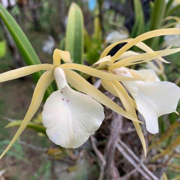 Brassavola perrinii फूल