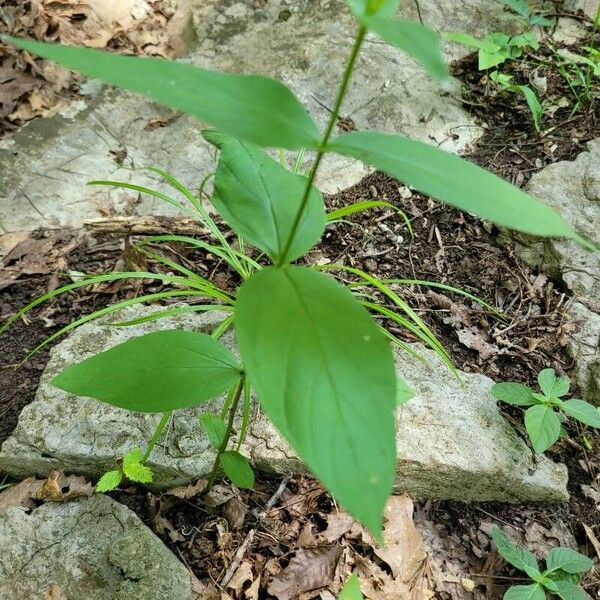 Spigelia marilandica Blad