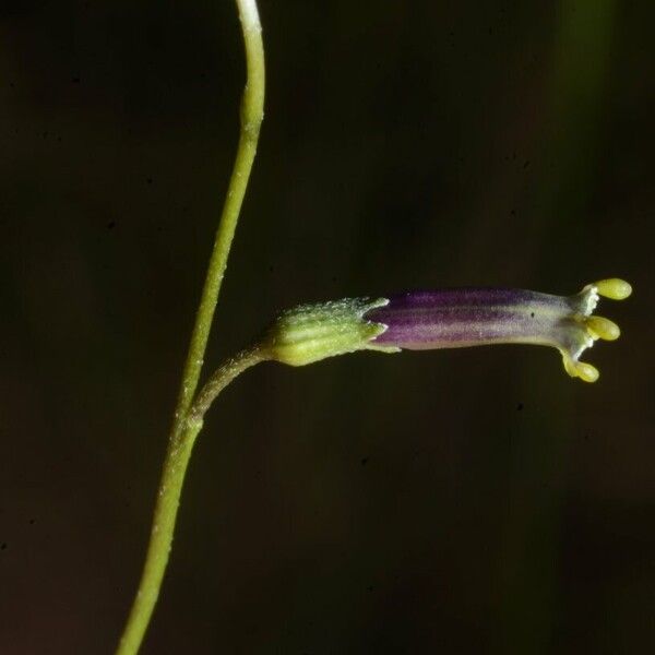 Schwenckia americana Flors