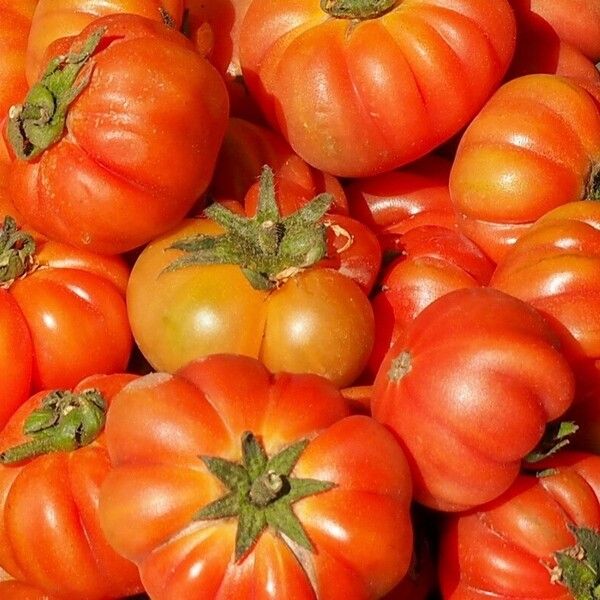 Solanum aethiopicum Frucht