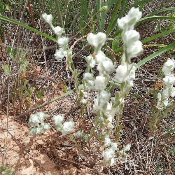 Bombycilaena erecta Habitus