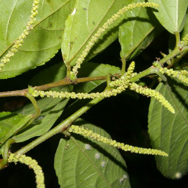 Acalypha diversifolia برگ