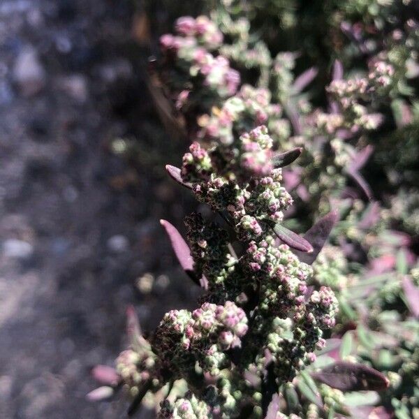 Atriplex patula Fiore