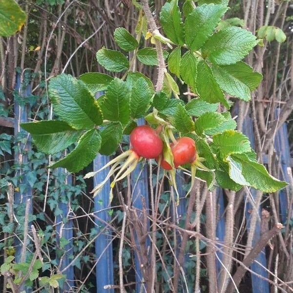 Rosa rugosa ফল