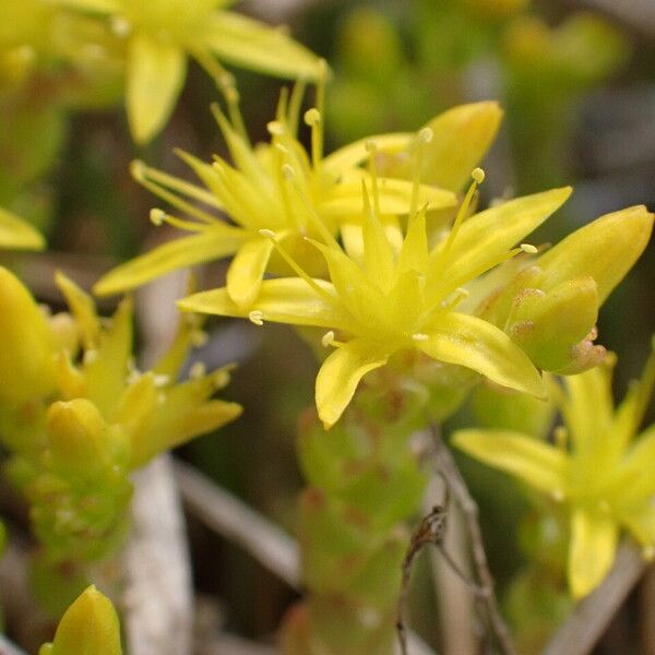 Sedum acre ফুল