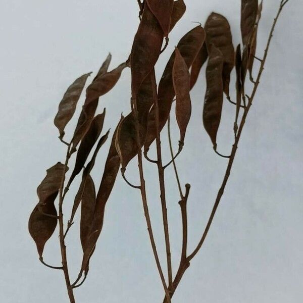 Robinia pseudoacacia Gyümölcs