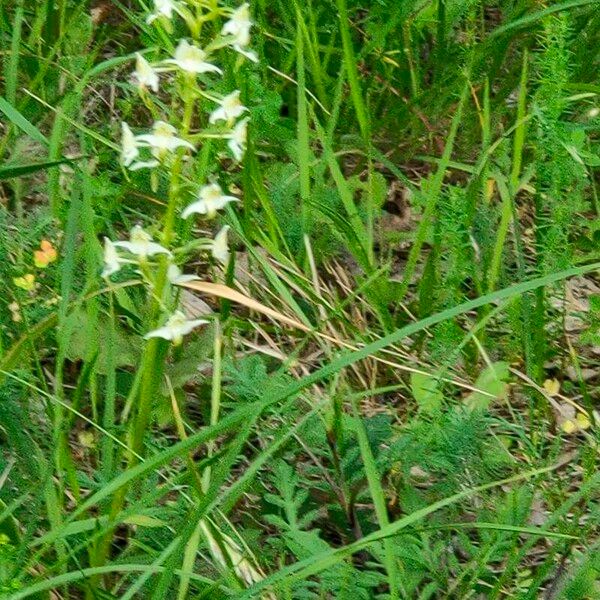 Platanthera chlorantha Floare