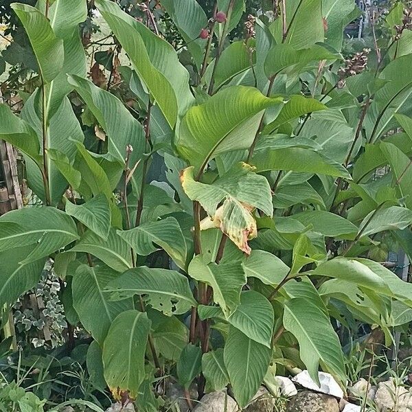 Canna indica Folha