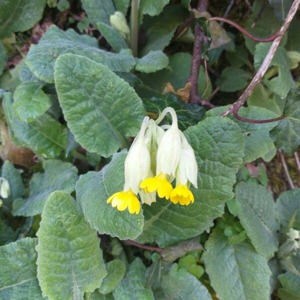 Primula veris Blomma