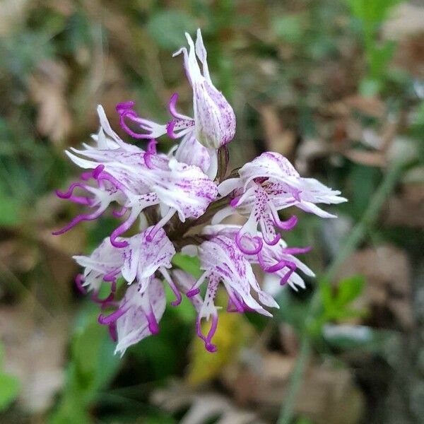 Orchis simia 花