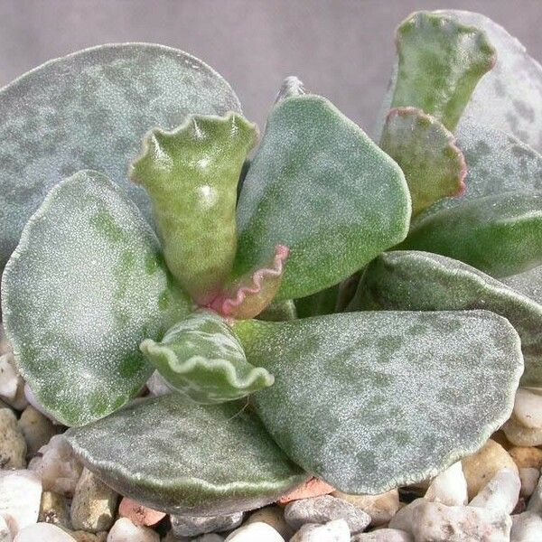 Adromischus cooperi Leaf