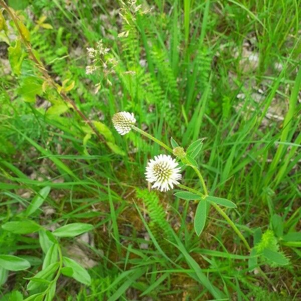 Trifolium montanum Blomst