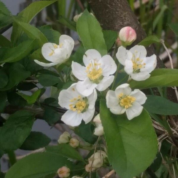 Malus prunifolia Flower