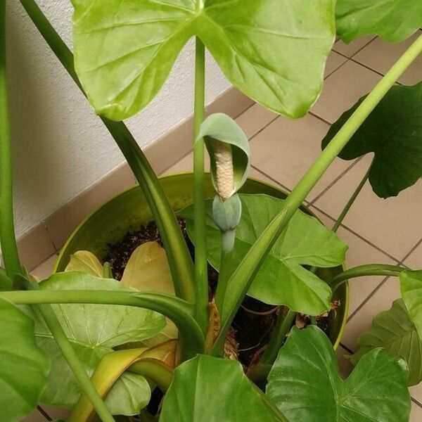 Alocasia odora Flower