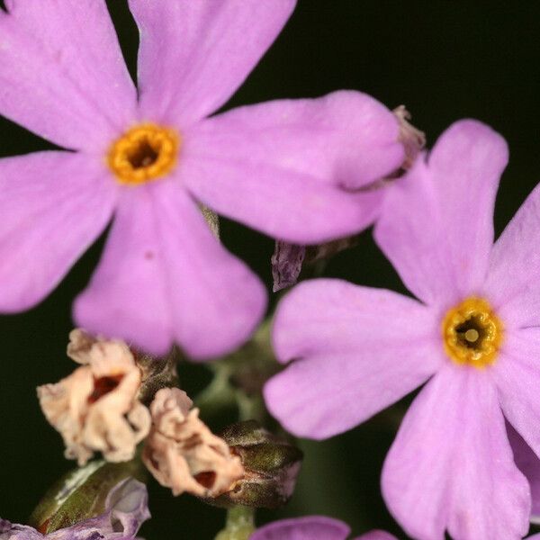 Primula laurentiana Λουλούδι