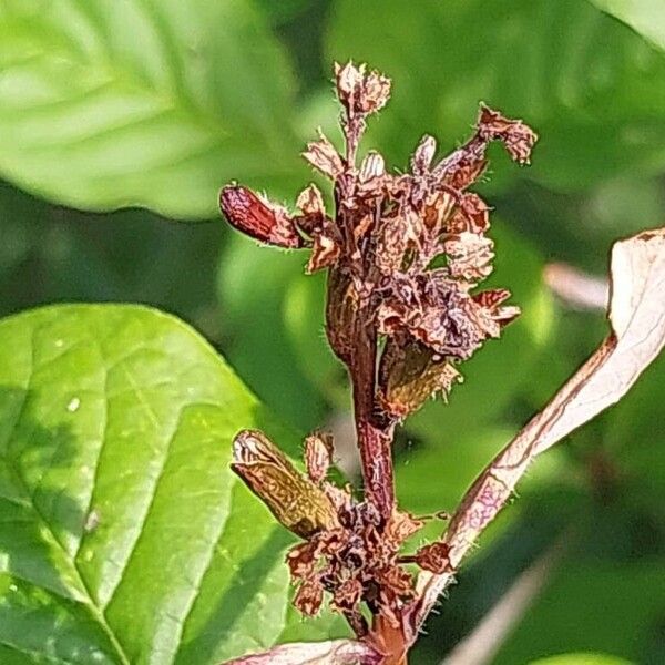 Syringa villosa Frutto