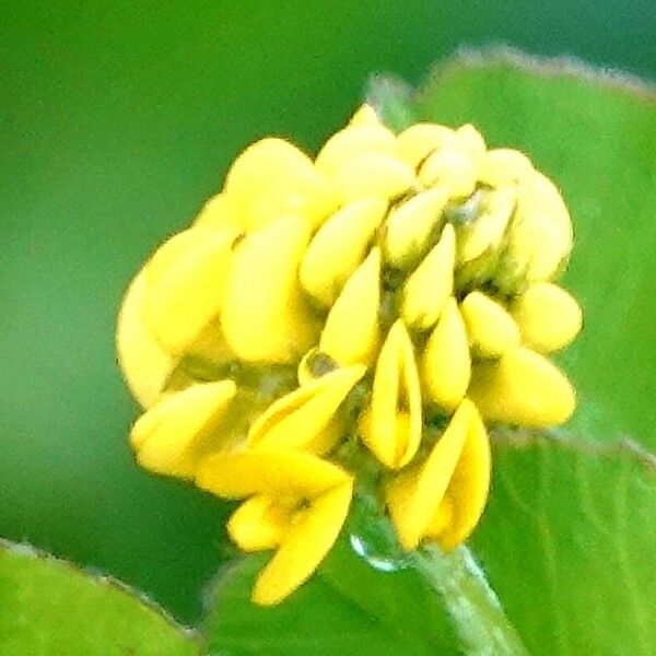 Medicago lupulina Flower