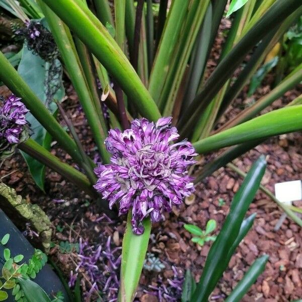 Cochliostema odoratissimum Flower