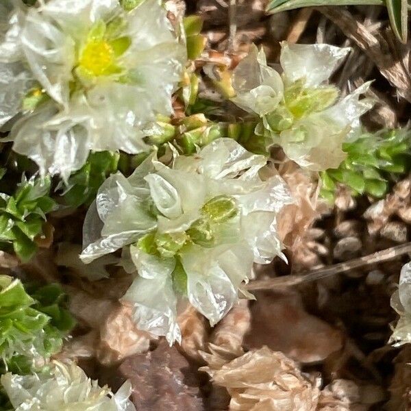 Paronychia kapela Bloem