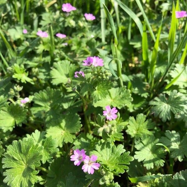 Geranium pusillum Цветок