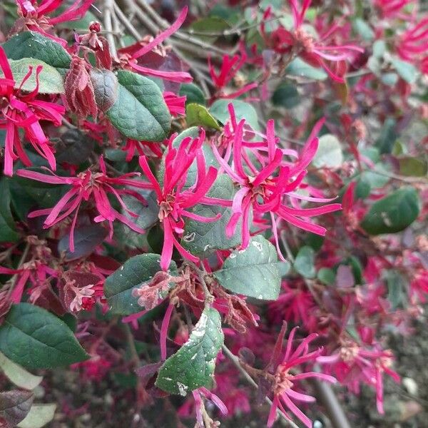 Loropetalum chinense Flor