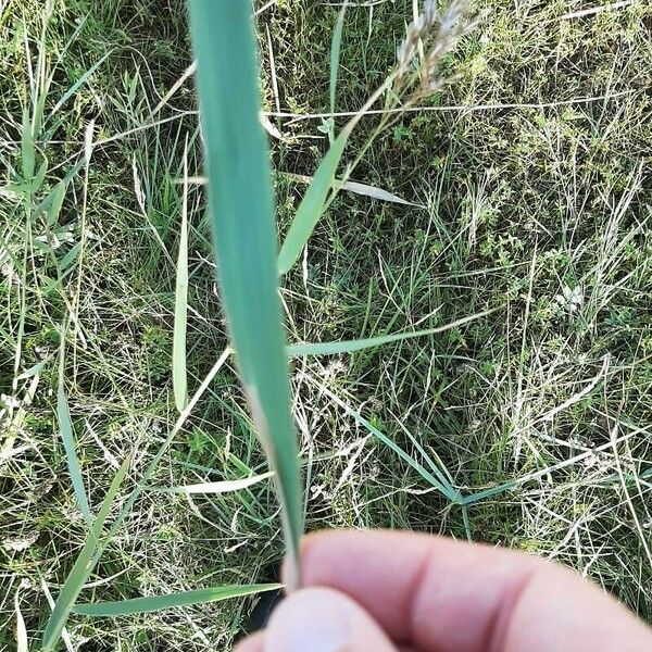 Phragmites australis Blad