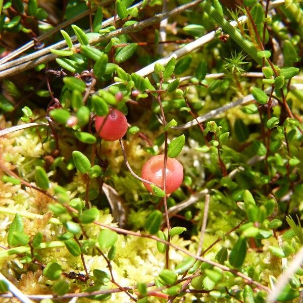 Vaccinium oxycoccos Kita