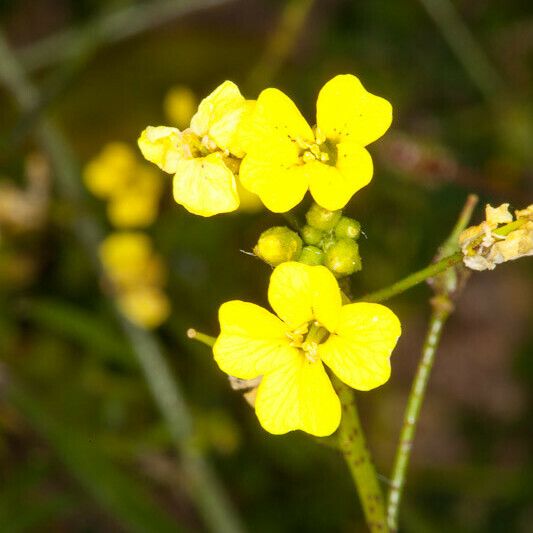 Bunias erucago ফুল