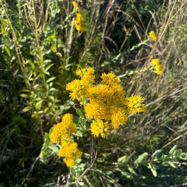 Solidago rigida Flower